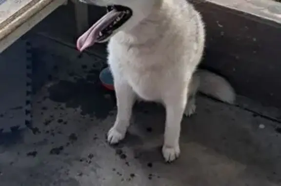 Found pets Burien, photo: Found dog, South 168th Street, 440, Burien — female husky, all white, no collar