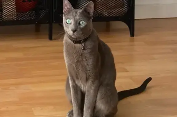Animales perdidos Malaga, foto: Perdido gato masculino, Calle Sierra Bermeja, Málaga - gris con ojos azul verdosos