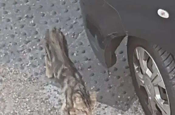Animaux trouvés Bordeaux, photo: Chat trouvé, Rue Michel Slitinsky, Bordeaux — très maigre, œil aveugle