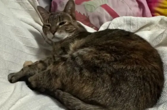 Lost cat, South 25th Street, 1302, Colorado Springs - indoor cat, needs seizure medication - photo