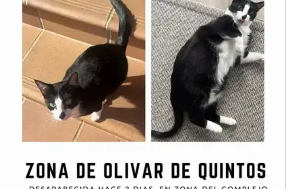 Perdido gato hembra, Calle Amapola, Dos Hermanas - con una manchita negra en la nariz - photo