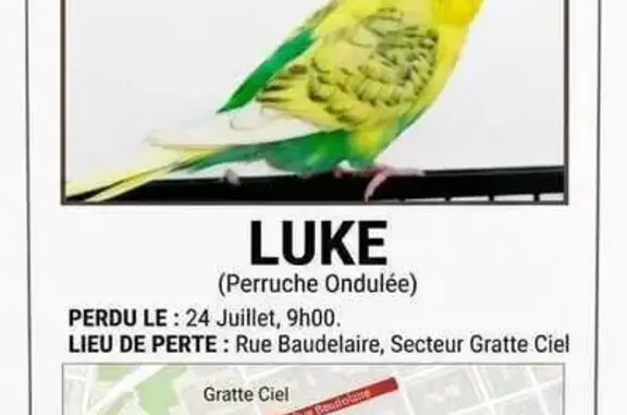 Animaux perdus et trouvés Paris, photo: Perdue oiseau mâle, Rue Baudelaire, Villeurbanne, Paris