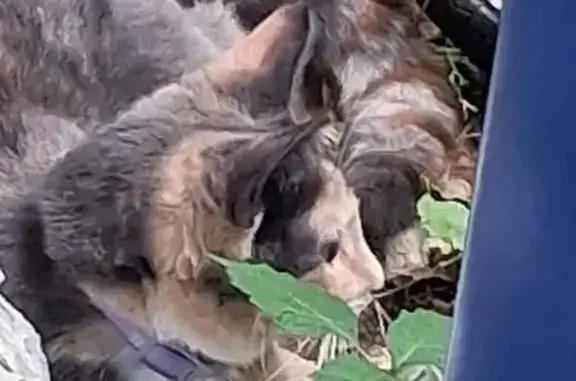 Found cat Hartford, photo: Found cat, Pershing Street, 52, Hartford - very friendly, medium-sized