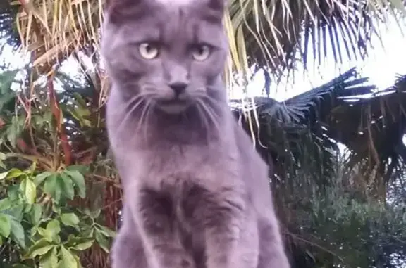 Lost cat, Jakaranda Street, 11, Pretoria - grey, short-haired, shy - photo