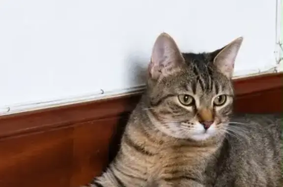 Perdido gato macho, Trauko Kalea, 5, Bilbao - gris atigrado y castrado - photo