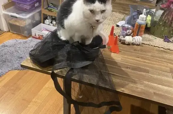 Missing cat Melbourne, photo: Lost cat, Golf Links Drive, City of Whittlesea, Melbourne - white and black, blue collar