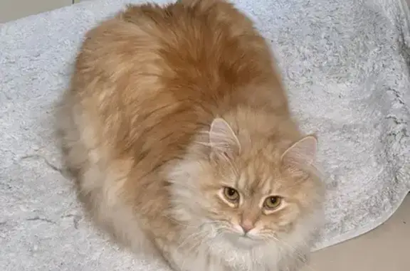 Lost pets Ku-ring-gai Council, photo: Lost cat, Hillcrest Road, 15, Hornsby, Ku-ring-gai Council — very fluffy tail