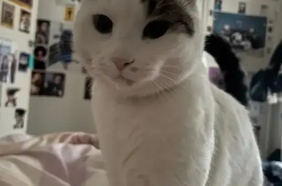 Lost cat, Lower Dandenong Road, 116, City of Kingston, Greater Dandenong - male, white short-haired with a grey flea collar - photo