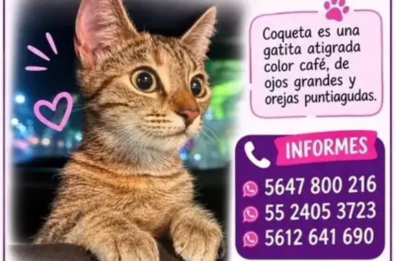 Animales perdidos Mexico City, foto: Perdido gato hembra, Chimalhuacán, Estado de México, Mexico City — atigrada y delgada
