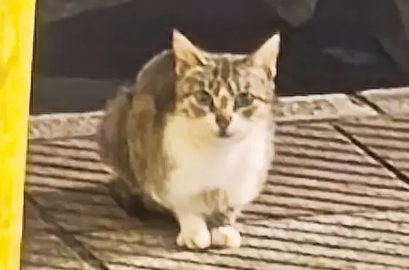 Gato encontrado Oviedo, foto: Encontrado gato hembra, Calle Molin la Casuca, Oviedo, grisácea con pecho blanco y patas blancas