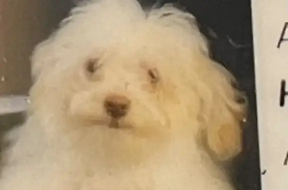 Lost dog, North 2530 West, 1387, Clinton — female, white with tan ears - photo