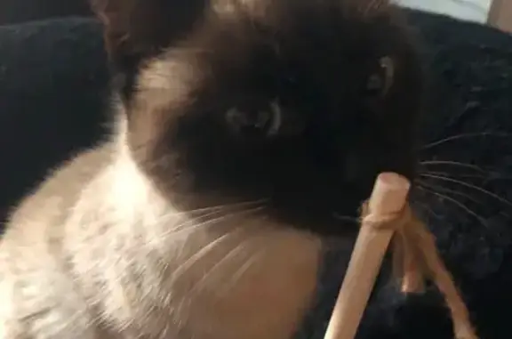 Animaux perdus Valenciennes, photo: Chat perdu femelle, Avenue Villars, 38, Valenciennes - yeux bleus