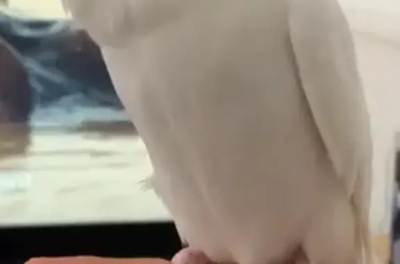 Lost pets , photo: Lost bird - all-white budgie, Sydney, New South Wales