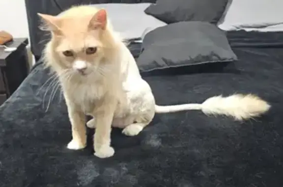 Animales perdidos Ciudad Nezahualcoyotl, foto: Perdido gato macho, Calle Paloma Negra, Ciudad Nezahualcóyotl - colita en forma de león