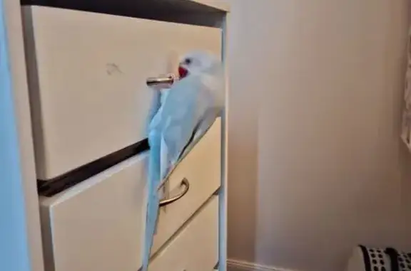 Lost pets Adelaide, photo: Lost Bird, Brookside Street, 25, Port Adelaide Enfield, Adelaide - female, pale blue with a white head
