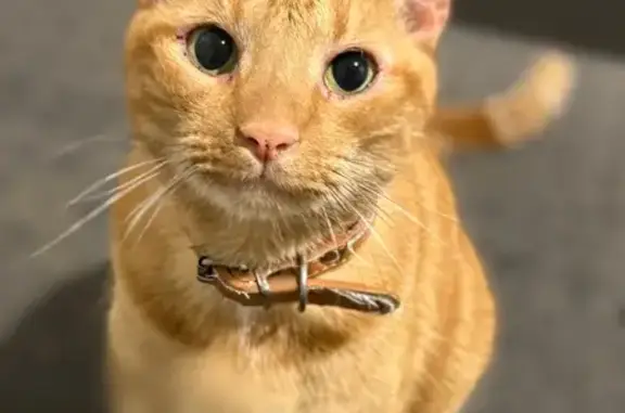 Lost cat, Brisbane, Queensland — ginger, desexed - photo