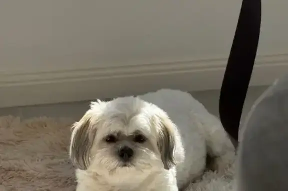 Lost dog, Sydney - trimmed and quiet - photo