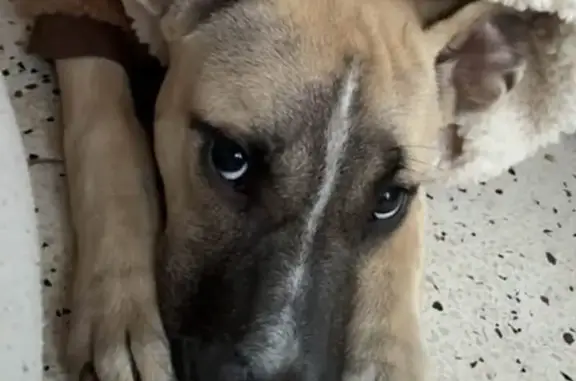 Lost dog, Blessington, Tasmania, Adelaide - light cream with black nose, pointy ears - photo
