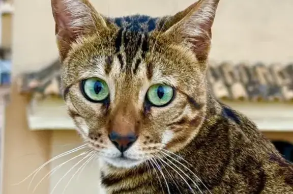 Perdido gato macho, Plaça de Sant Francesc, 1, Palma — posible escondido en patios o edificios cercanos - photo