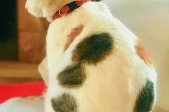 Perdido gato hembra, Carrer Madrid, Olot, Barcelona - gata blanca pequeña con collar - photo
