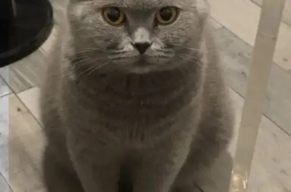 Animaux perdus et trouvés Ormoy, photo: Chat perdu femelle, Rue du Général Leclerc, 21, Ormoy - British Shorthair bleue, très craintive