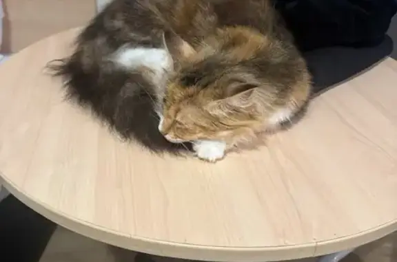 Lost cat, Karu Crescent, 19, Marion - ginger and brown and white, long fluffy fur - photo