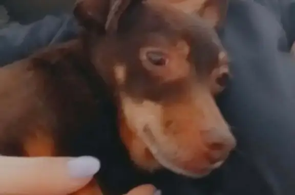 Animaux perdus Lyon, photo: Chien perdu mâle, Lyon - pinscher nain marron