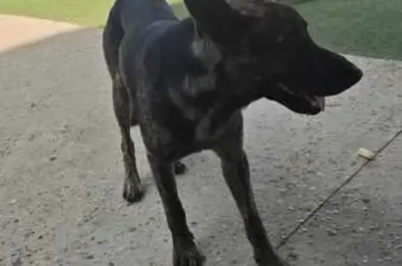 Perro encontrado Cartagena, foto: Encontrado perro macho, Avenida Luxemburgo, parcela 70, Cartagena - asustado y delgado