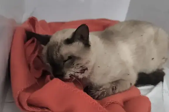 Encontrado gato hembra, Carrer de la Merceria, 5, Tarragona — siamesa, parece que se ha caído de un balcón - photo