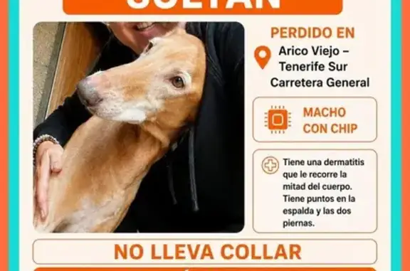 Perro perdido macho, Arico Viejo, Canarias, Madrid - marrón suave - photo