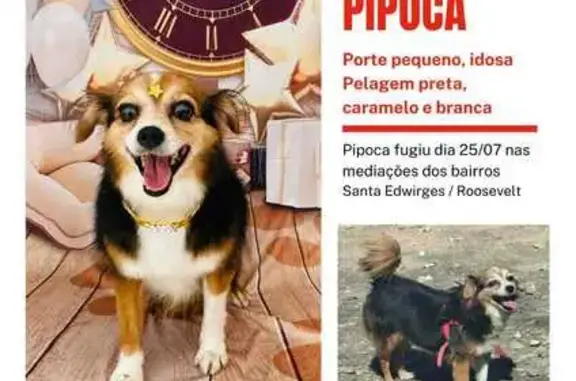 Cachorro perdido Fêmea (brl003217) - photo