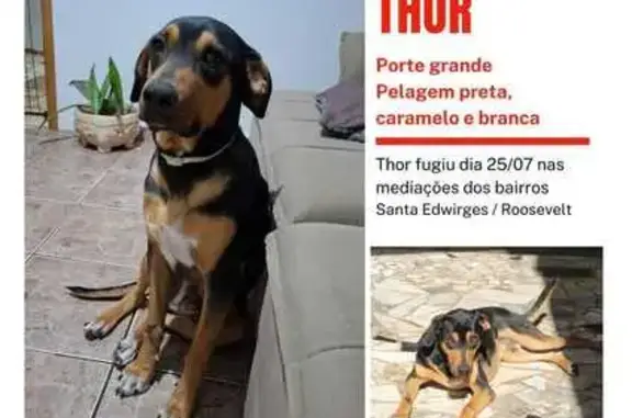 Cachorro perdido Macho (brl003219) - photo
