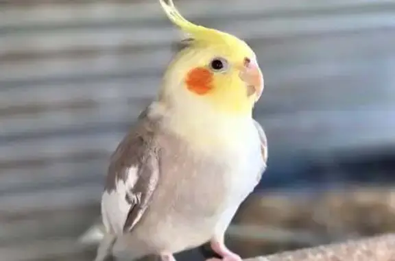 Lost bird, Palmerston Street, 75, Melton - photo