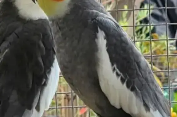 Lost bird, High Street, 319, Melton - male cockatiel - photo