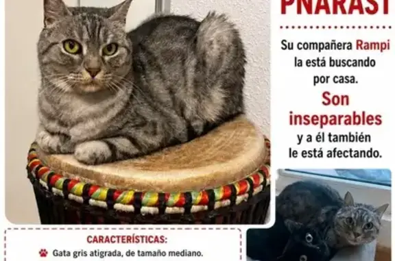 Gata gris. 4 años, lleva chip. Ha desaparecido de casa , no sabemos ni cómo se escapó. Es la primera vez que desaparece