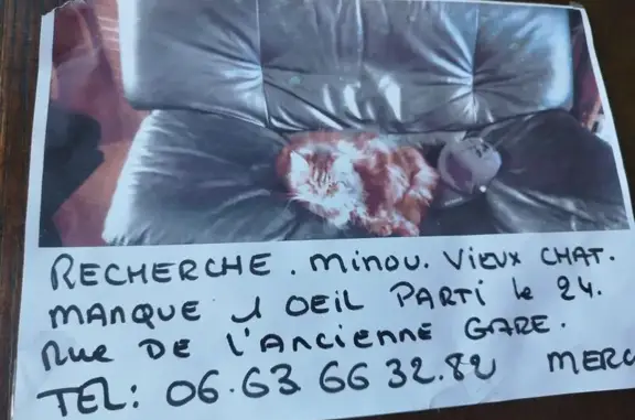 Chat perdu mâle, Rue de l'Ancienne Gare, 138, Bray-Dunes - tigré, long poil - photo