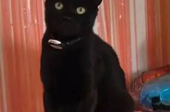 Perdido gato hembra, Calle Libra, Móstoles - negra, esterilizada y con microchip - photo