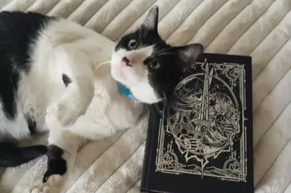 He is a black and white cat with green eyes. He has a red collar. He will be afraid of cars and dogs. He went out and hasn't been back since. He usually doesn't venture too far because he is spayed.