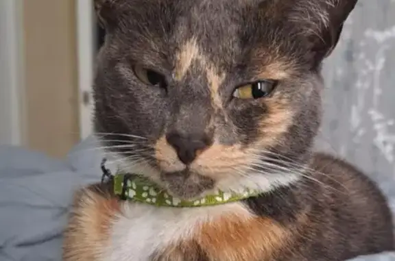 Missing cat East Ham, photo: Lost cat, Alexandra Road, 57, East Ham — female tortoiseshell with green collar