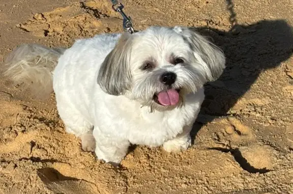 Lost dog, Barry Road, The Hills Shire Council, Sydney — small Maltese Shih Tzu - photo