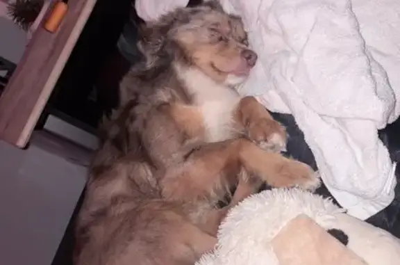Missing dog Columbia, photo: Lost dog, Pellyton, Columbia, Kentucky - shy mini aussie