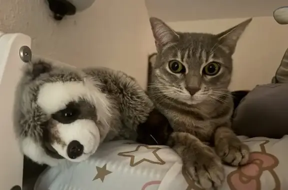 Lost cat, Center Road, 340, Venice - female, grey nose, green eyes - photo