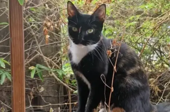 Lost cat, Thorpe Street, 2, Bayswater - black and white with orange stripes - photo