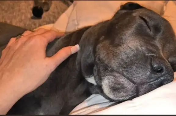 Lost dog, West Lamberth Road, 115, Sherman — male cane corso - photo