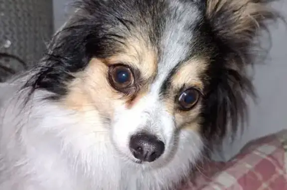 Found dog Edneyville, photo: Found dog, Gilliam Mountain Road, Edneyville — pale yellow, shaved body