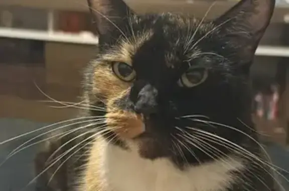 Perdido gato fêmea, Rua Simonesia, Pernambuco - dócil e medrosa - photo
