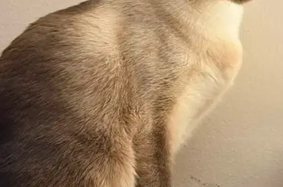 Lost cat, Lititz Pike, 2642, Lancaster - female - photo