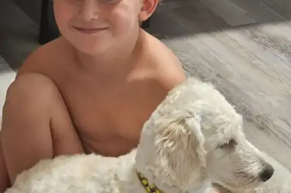Lost dog, Paulden, Arizona, Tempe - cream coat - photo
