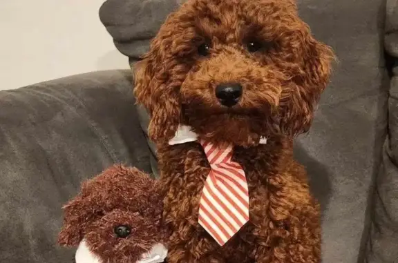 Lost dog, West Forecast Street, 2713, Meridian — male, red mini poodle - photo