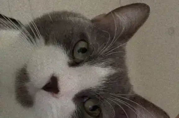 Lost cat, Parnell Street, 30, Sydney — grey and white with a grey chin - photo